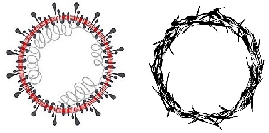 O corona vírus e a coroa de espinhos