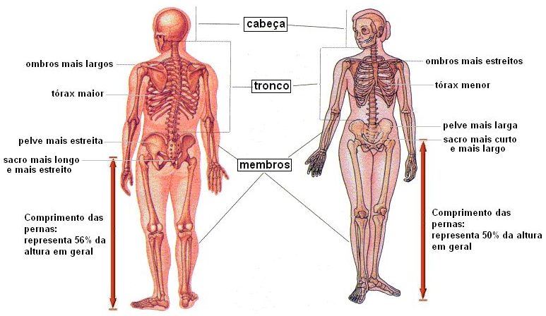 Esqueleto masculino e feminino